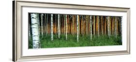 Birch Trees, Saimma, Lakelands, Finland-null-Framed Photographic Print