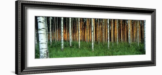 Birch Trees, Saimma, Lakelands, Finland-null-Framed Photographic Print