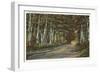 Birch Trees, White Mountains, New Hampshire-null-Framed Art Print