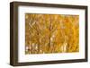 Birch trees with autumn yellow leaves-Paivi Vikstrom-Framed Photographic Print