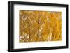 Birch trees with autumn yellow leaves-Paivi Vikstrom-Framed Photographic Print