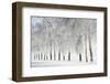 Birch trees with hoarfrost, near Villingen-Schwenningen, Black Forest-Baar-Jochen Schlenker-Framed Photographic Print