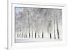 Birch trees with hoarfrost, near Villingen-Schwenningen, Black Forest-Baar-Jochen Schlenker-Framed Photographic Print