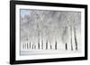 Birch trees with hoarfrost, near Villingen-Schwenningen, Black Forest-Baar-Jochen Schlenker-Framed Photographic Print