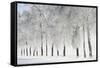Birch trees with hoarfrost, near Villingen-Schwenningen, Black Forest-Baar-Jochen Schlenker-Framed Stretched Canvas