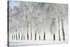 Birch trees with hoarfrost, near Villingen-Schwenningen, Black Forest-Baar-Jochen Schlenker-Stretched Canvas