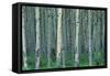 Birch Trees-null-Framed Stretched Canvas
