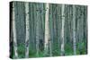 Birch Trees-null-Stretched Canvas