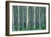 Birch Trees-null-Framed Photographic Print