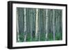 Birch Trees-null-Framed Photographic Print