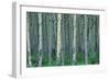 Birch Trees-null-Framed Photographic Print