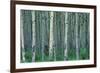 Birch Trees-null-Framed Photographic Print