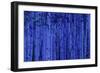 Birch Trees-null-Framed Photographic Print