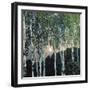 Birch Trees-Aleksandr Jakovlevic Golovin-Framed Giclee Print