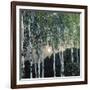 Birch Trees-Aleksandr Jakovlevic Golovin-Framed Giclee Print