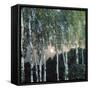 Birch Trees-Aleksandr Jakovlevic Golovin-Framed Stretched Canvas