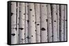 Birch Trees-Tina Palmer-Framed Stretched Canvas