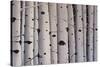 Birch Trees-Tina Palmer-Stretched Canvas