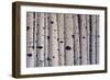 Birch Trees-Tina Palmer-Framed Giclee Print