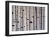 Birch Trees-Tina Palmer-Framed Giclee Print