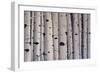 Birch Trees-Tina Palmer-Framed Giclee Print