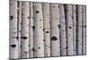 Birch Trees-Tina Palmer-Mounted Giclee Print