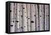 Birch Trees-Tina Palmer-Framed Stretched Canvas