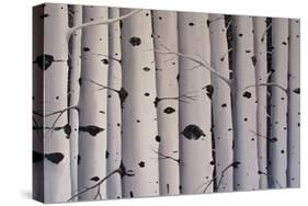 Birch Trees-Tina Palmer-Stretched Canvas