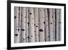 Birch Trees-Tina Palmer-Framed Giclee Print
