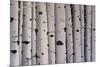 Birch Trees-Tina Palmer-Mounted Giclee Print