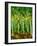 Birch Trees-Bonnie B. Cook-Framed Giclee Print