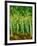 Birch Trees-Bonnie B. Cook-Framed Giclee Print