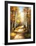 Birch Walk-Arcobaleno-Framed Art Print