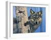 Birch Wolf-Bill Makinson-Framed Giclee Print