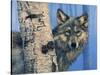 Birch Wolf-Bill Makinson-Stretched Canvas