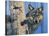 Birch Wolf-Bill Makinson-Stretched Canvas