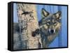 Birch Wolf-Bill Makinson-Framed Stretched Canvas