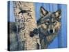 Birch Wolf-Bill Makinson-Stretched Canvas