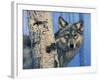 Birch Wolf-Bill Makinson-Framed Giclee Print