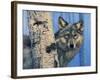 Birch Wolf-Bill Makinson-Framed Giclee Print