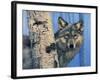 Birch Wolf-Bill Makinson-Framed Giclee Print