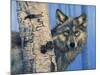 Birch Wolf-Bill Makinson-Mounted Giclee Print