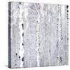 Birch Wonderland-Parker Greenfield-Stretched Canvas