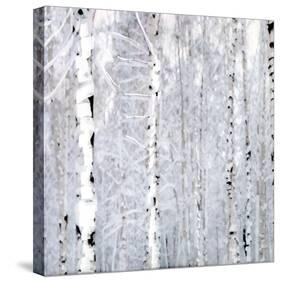 Birch Wonderland-Parker Greenfield-Stretched Canvas