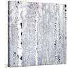 Birch Wonderland-Parker Greenfield-Stretched Canvas