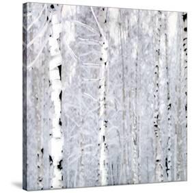 Birch Wonderland-Parker Greenfield-Stretched Canvas