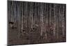 Birch Wood Screen with Six Doors-Jean Dunand-Mounted Giclee Print