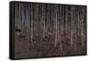 Birch Wood Screen with Six Doors-Jean Dunand-Framed Stretched Canvas