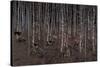 Birch Wood Screen with Six Doors-Jean Dunand-Stretched Canvas