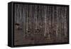 Birch Wood Screen with Six Doors-Jean Dunand-Framed Stretched Canvas